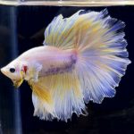 betta282