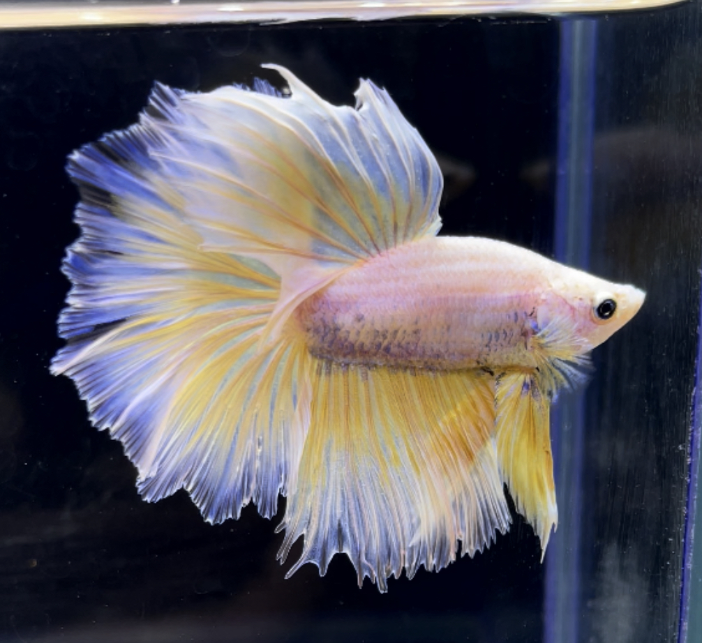 betta282
