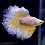 betta282