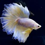 betta282