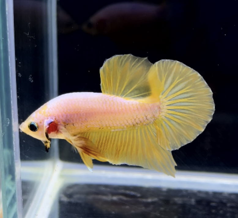 betta283