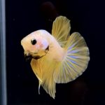 betta283
