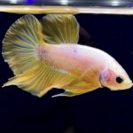 betta283