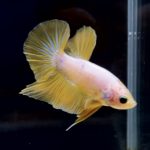 betta283