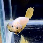 betta283