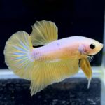 betta283