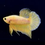 betta283