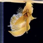 betta283