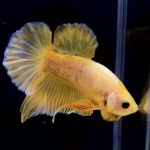 betta284