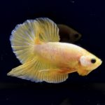 betta284