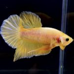 betta284