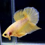 betta284