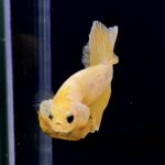 betta284