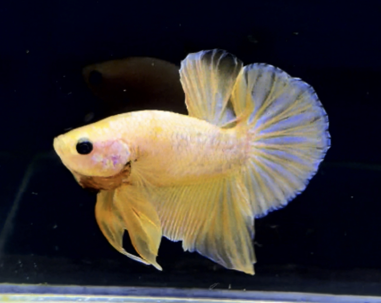 betta284