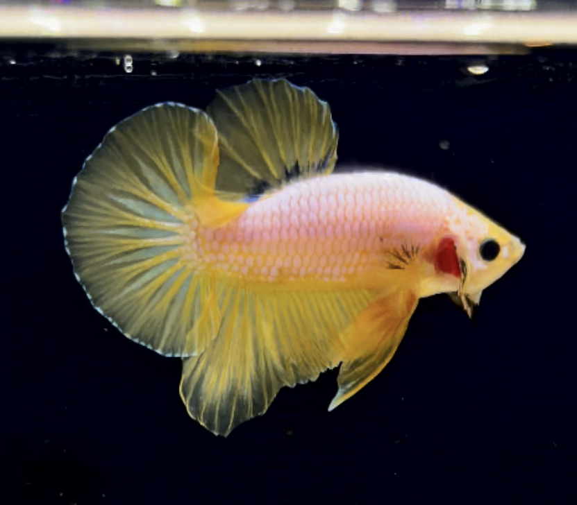 betta285