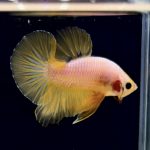 betta285
