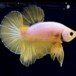 betta285