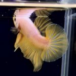 betta285