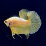 betta285