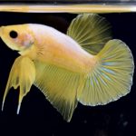 betta285