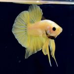 betta285