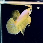 betta285