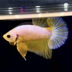 betta286