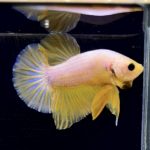 betta286