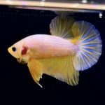 betta286