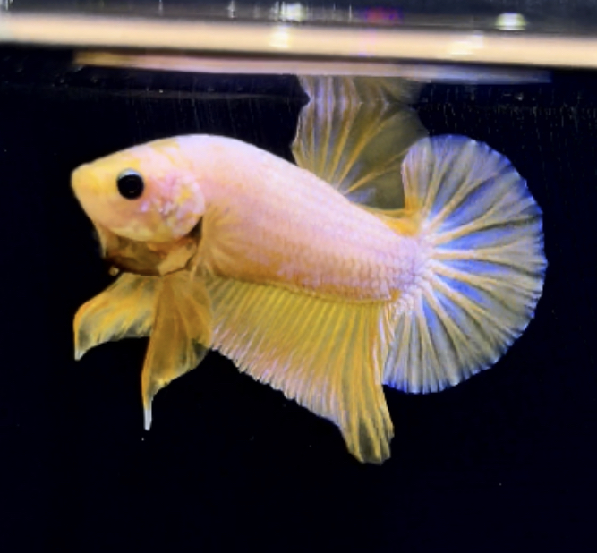 betta286
