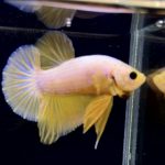betta286