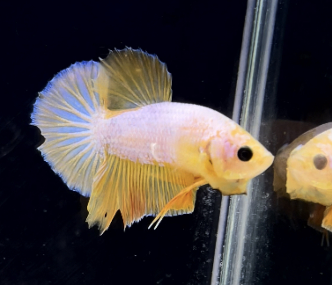 betta287