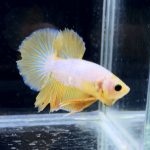 betta287
