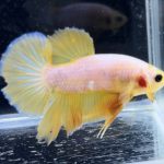 betta287