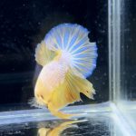 betta287