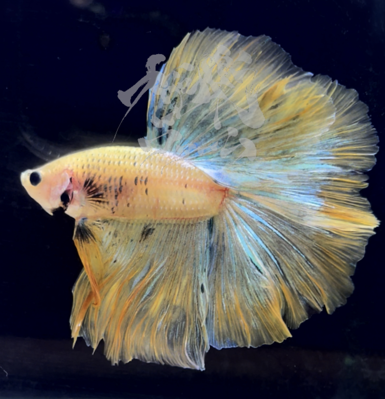 betta281
