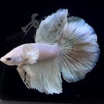 betta288