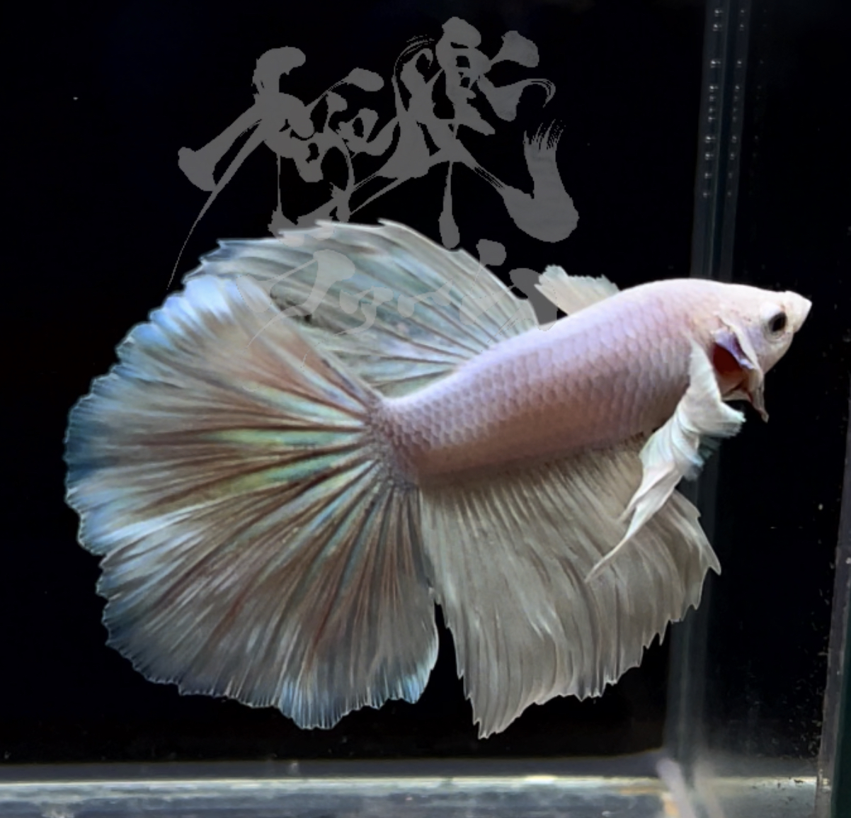 betta288
