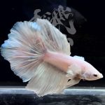 betta288