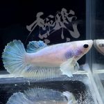 betta289