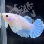 betta289
