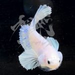 betta289