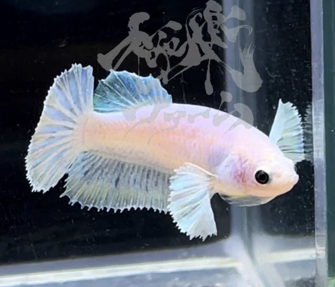 betta289