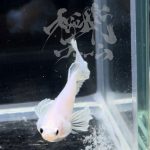 betta289