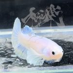 betta289
