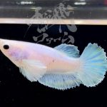 betta289