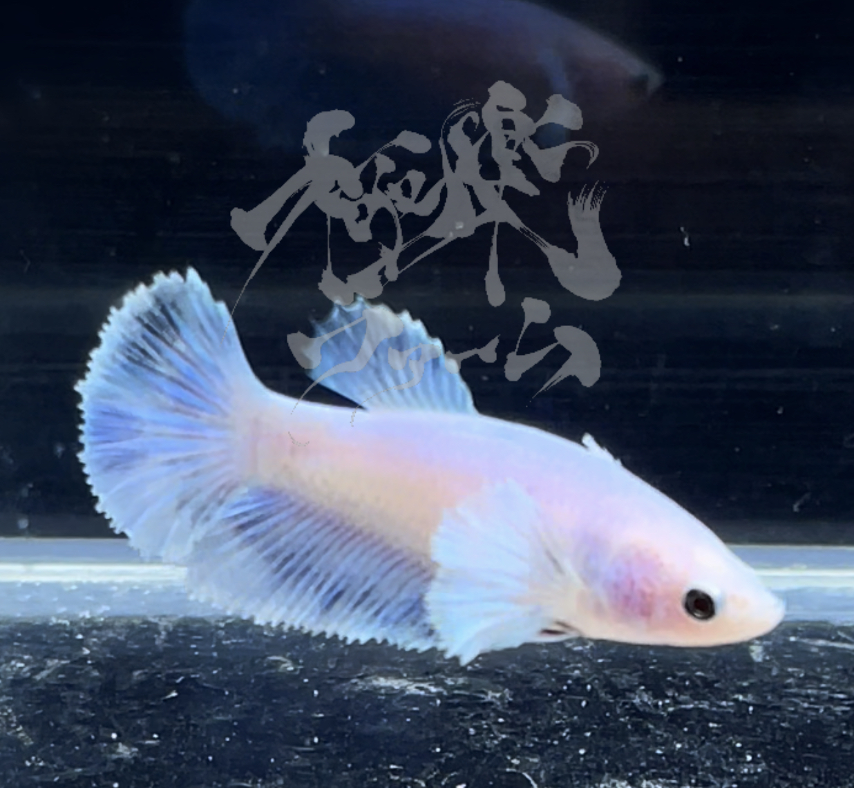 betta290