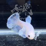 betta290