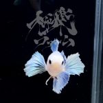 betta290