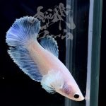 betta290